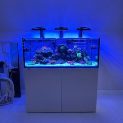 Mikalyzed Exotic Aquariums