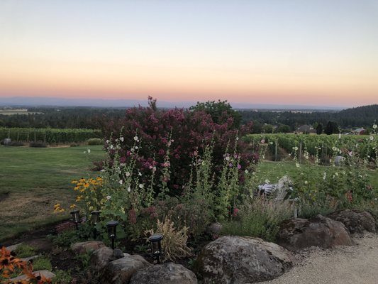 Terra Vina Wines Vineyard by null