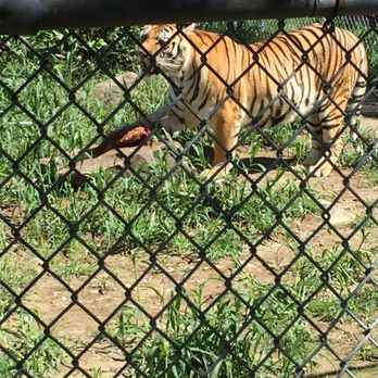 Space Farms - Feeding the Tigers with Sussex County roadkill - Zoos Near Me - Sussex, New Jersey Space Farms - Feeding the Tigers with Sussex County roadkill - Zoos Near Me - Sussex, New Jersey