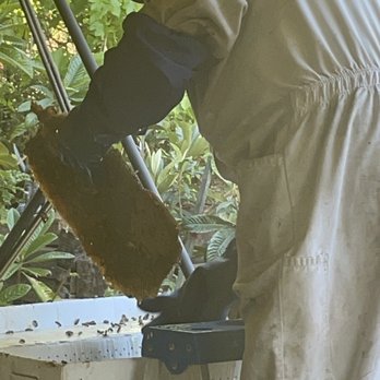 Budget Bee Services - Pest Control Near Me - Granada Hills, California Budget Bee Services - Pest Control Near Me - Granada Hills, California
