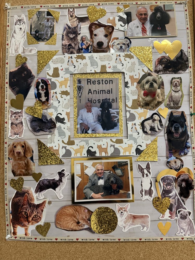Reston Animal Hospital - pet boarding facility in Reston, VA