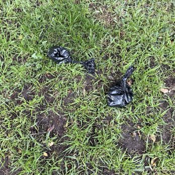 Tandem Property Management - Dog poop left by other tenants on grass. - Property Management Near Me - Los Angeles, California