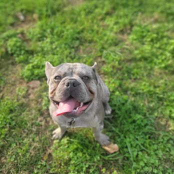SJ’s Dog Boarding - Pet Boarding Near Me - Morrison, Tennessee SJ’s Dog Boarding - Pet Boarding Near Me - Morrison, Tennessee