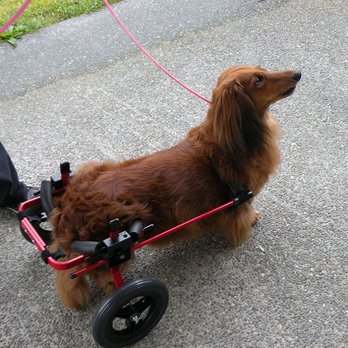 K9 Carts - Pet Services Near Me - Freeland, Washington K9 Carts - Pet Services Near Me - Freeland, Washington