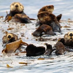 Sitka Wildlife Adventures