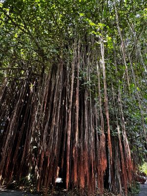 The Kampong, National Tropical Botanical Garden by null