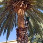Hernandez Tree Care