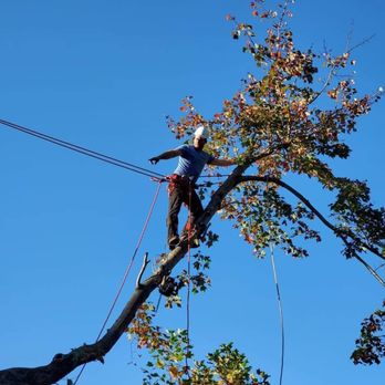 Tree Frog Arboriculture - Advanced Rigging Over a Shed, and Fence Check out that Tie In Point!!! - Tree Services Near Me