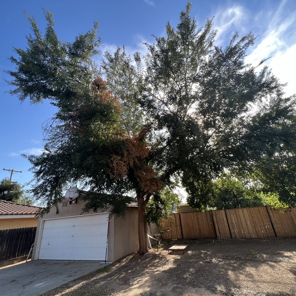 Before- our large Chinese elm that was too close to the garage Before- our large Chinese elm that was too close to the garage