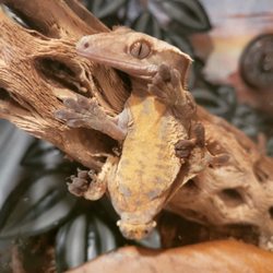 Woody's Reptiles - Male Dark Cream Harlequin