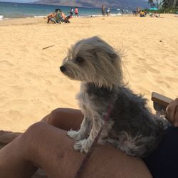 Maui Mutt Hut - Sammy's favorite place, Kamaole 2