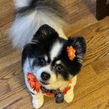 Groom's by Jolette - My baby Selena!! - Pet Groomers Near Me Groom's by Jolette - My baby Selena!! - Pet Groomers Near Me
