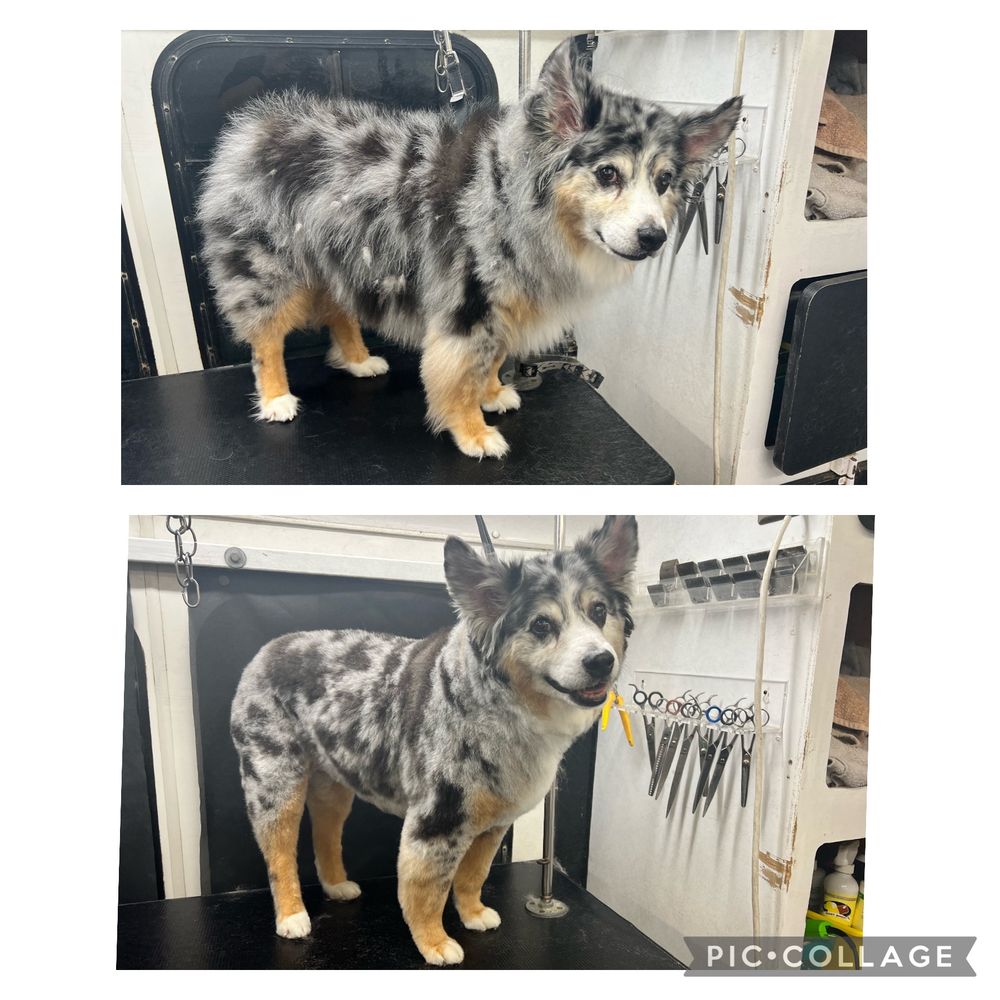 D’S PET SPA Updated September 2024 49 Photos & 12 Reviews