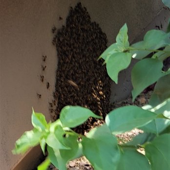 The Beekeeper Total Bee Control - The quote included repairing the hole which had to be cut into the wall~ And they repainted to match! - Pest Control Near Me