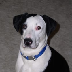 Mom 4 Paws - Percy, Mom's Best Friend