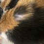 Photo of Rocklin Pet Spa