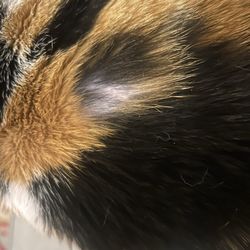 Rocklin Pet Spa - Very visible missing fur