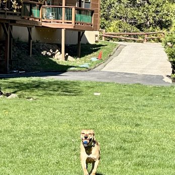 Callahan's Mountain Lodge and Restaurant - My dog playing ball on lawn outside of lodge - Venues & Event Spaces Near Me - Ashland, Oregon Callahan's Mountain Lodge and Restaurant - My dog playing ball on lawn outside of lodge - Venues & Event Spaces Near Me - Ashland, Oregon