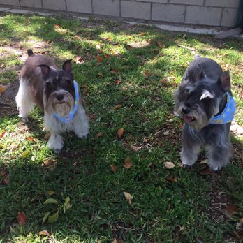 The Spaw - My pups after the day at the Spaw! - Pet Groomers Near Me - Tustin, California The Spaw - My pups after the day at the Spaw! - Pet Groomers Near Me - Tustin, California