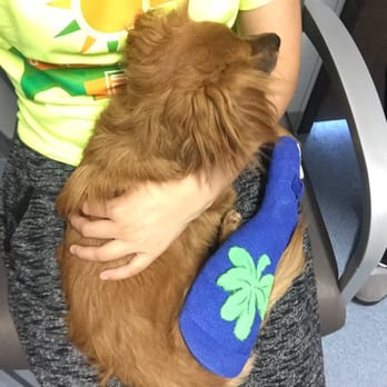 vca black mountain animal hospital