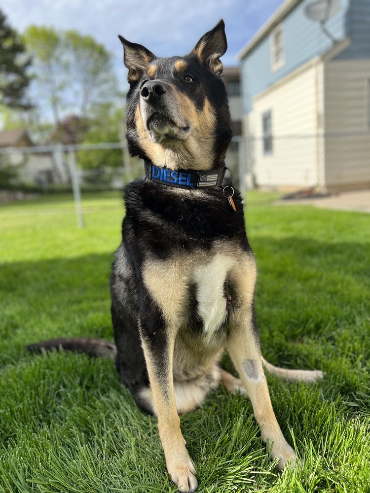 COMMUNITY BARK DOG WASH &amp; GROOM - 62 Photos &amp; 52 Reviews - 2430 S Kinnickinnic Ave, Milwaukee