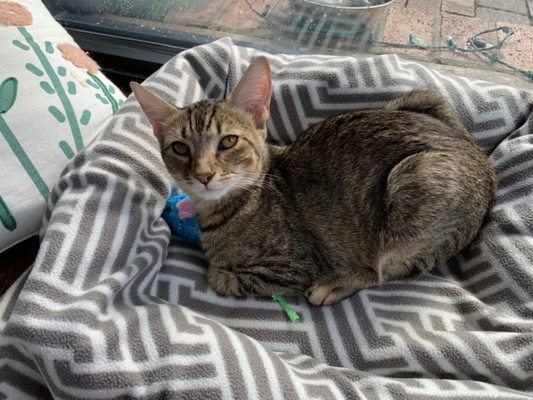 Cat Tales Cat Cafe by null