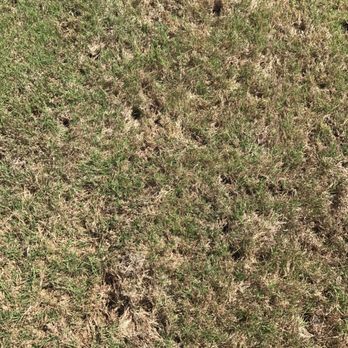 SF5 Construction - Holes left in yard by hail to show extent of damages! - Damage Restoration Near Me - Little Elm, Texas