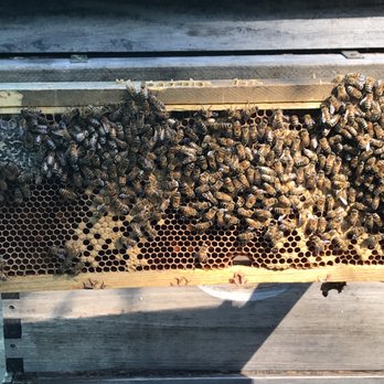 Savannah Bee Company - Worker bees doing their magic - Cosmetics & Beauty Supply Near Me - Savannah, Georgia Savannah Bee Company - Worker bees doing their magic - Cosmetics & Beauty Supply Near Me - Savannah, Georgia