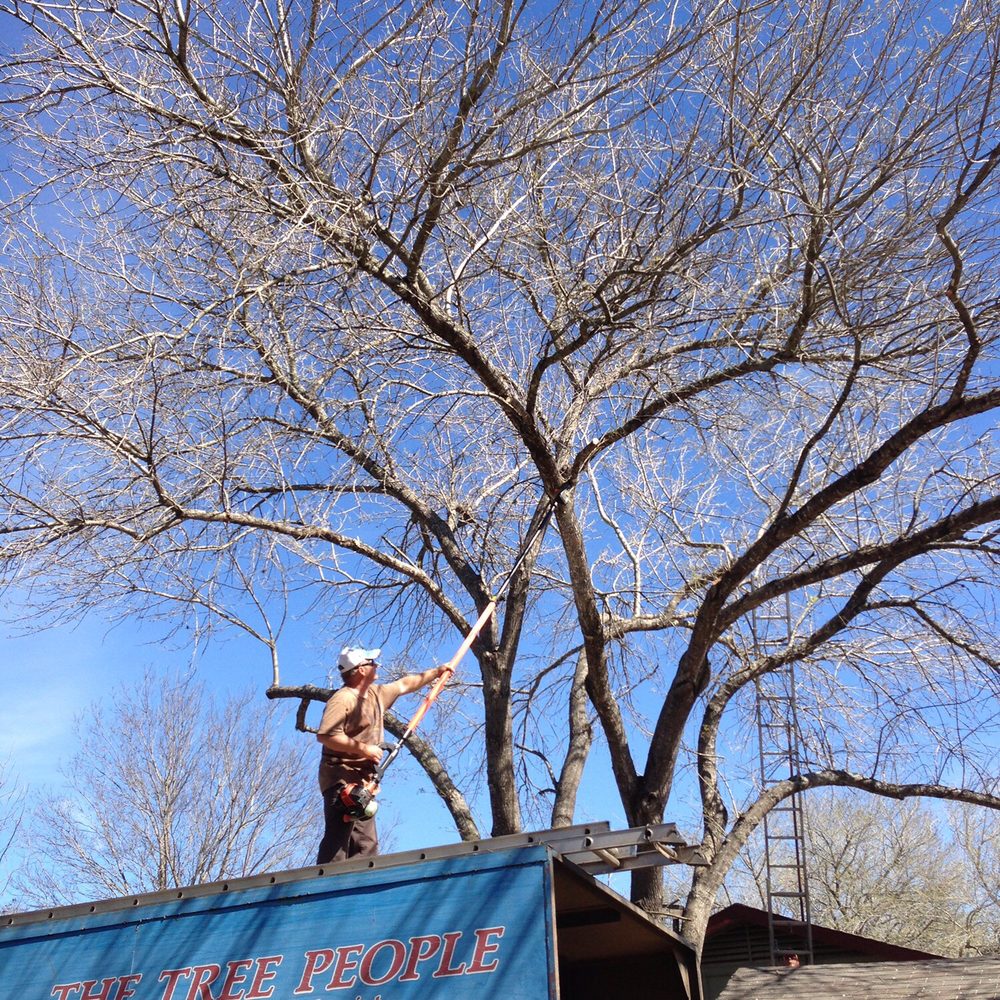 The Tree People - Tree Services Near Me The Tree People - Tree Services Near Me