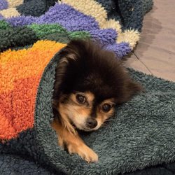 Saltwater Animal Hospital - Des Moines