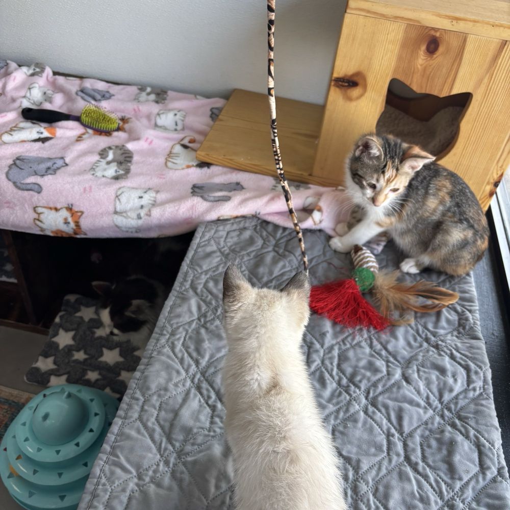Cat Nap Hangout - Pet Adoption Near Me - Huntington Beach, California Cat Nap Hangout - Pet Adoption Near Me - Huntington Beach, California