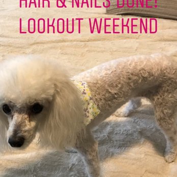 Rudy's Pawsome Kingdom - Pet Groomers Near Me - Duncanville, Texas