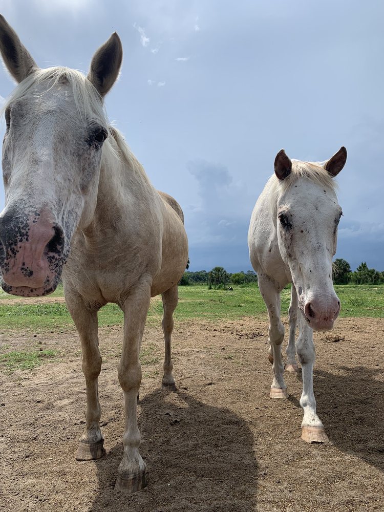 NO BOUNDARIES RIDING CLUB 15 Photos 480 N Samsula Dr, New Smyrna