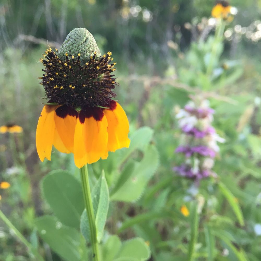 Doe Branch Park - Yellow Coneflower/Mexican Hat in front and Horsement/Beebalm in the back - Parks Near Me - Little Elm, Texas