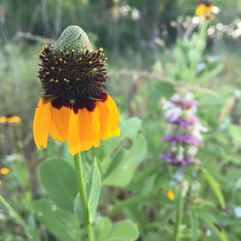 Doe Branch Park - Yellow Coneflower/Mexican Hat in front and Horsement/Beebalm in the back - Parks Near Me - Little Elm, Texas Doe Branch Park - Yellow Coneflower/Mexican Hat in front and Horsement/Beebalm in the back - Parks Near Me - Little Elm, Texas