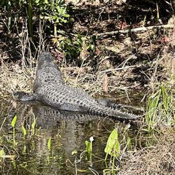 Edward Ball Wakulla Springs State Park - Gator