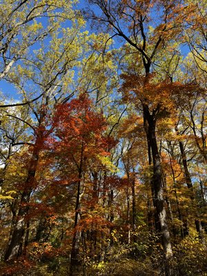 Rockefeller State Park Preserve by null