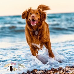 Wags Tags & Walks