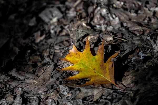 Coastal Maine Botanical Gardens by null
