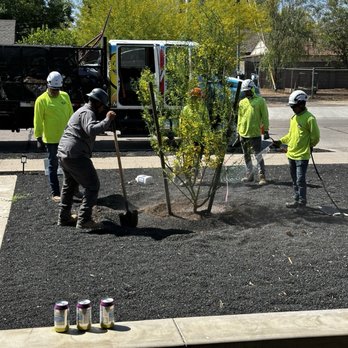 Moon Valley Nurseries - Install of palo verde tree - Nurseries & Gardening Near Me - Phoenix, Arizona