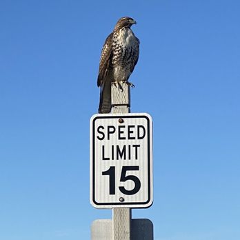 Shoreline Lake Boathouse - A hawk on the trail. - Boating Near Me - Mountain View, California Shoreline Lake Boathouse - A hawk on the trail. - Boating Near Me - Mountain View, California