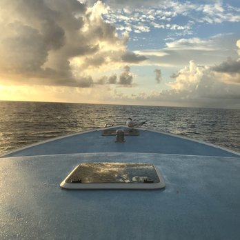 Black Dog Drift Fishing Charters - This bird rides the boat every day - Boating Near Me - Jupiter, Florida