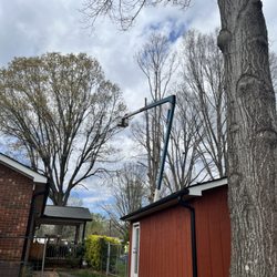 George Stirewalt Tree Service