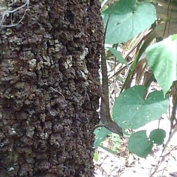 Turkey Creek Sanctuary - Gecko? - Parks Near Me - Palm Bay, Florida Turkey Creek Sanctuary - Gecko? - Parks Near Me - Palm Bay, Florida