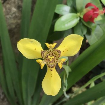 Brooklyn Botanic Garden - Just some of what I could post. - Botanical Gardens Near Me - Brooklyn, New York