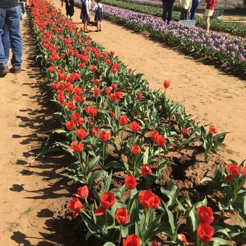 Texas-Tulips - Nurseries & Gardening Near Me - Pilot Point, Texas Texas-Tulips - Nurseries & Gardening Near Me - Pilot Point, Texas