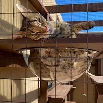 The Catio Man - Pet Services Near Me