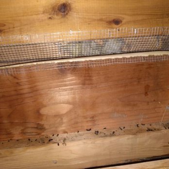 Attic Crew - Attic - Pest Control Near Me - Renton, Washington