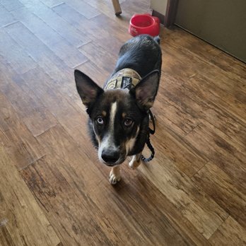 Camp Bow Wow - My Dog Eddy - Pet Sitting Near Me - El Cajon, California Camp Bow Wow - My Dog Eddy - Pet Sitting Near Me - El Cajon, California