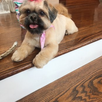 Angell's Canine Spa - Pet Groomers Near Me - Lomita, California Angell's Canine Spa - Pet Groomers Near Me - Lomita, California
